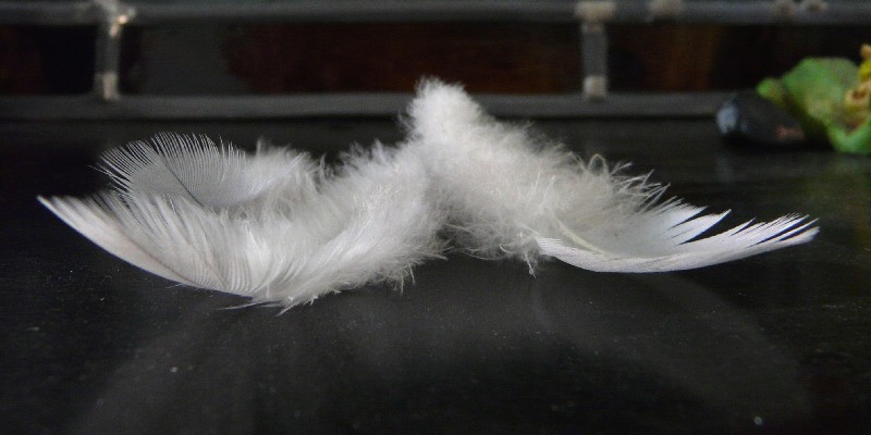 plumes