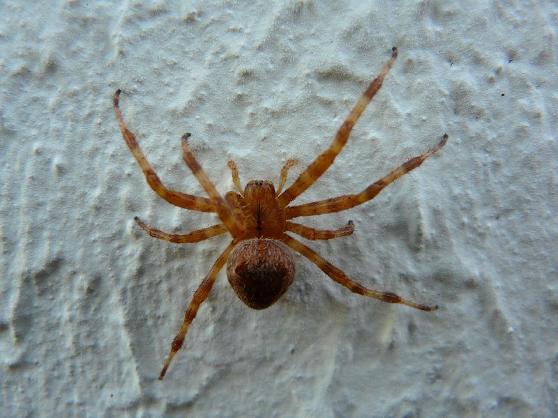 araigne