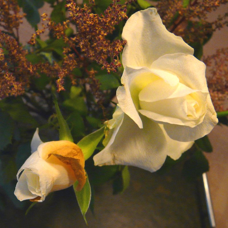 roses