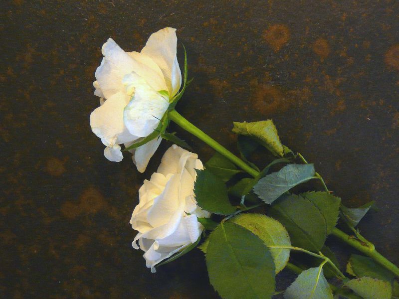 roses