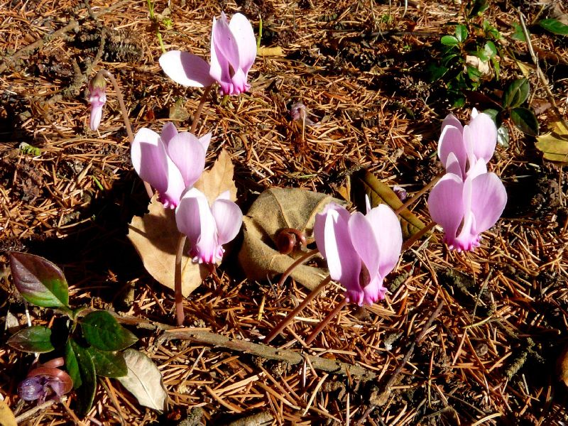 cyclamen