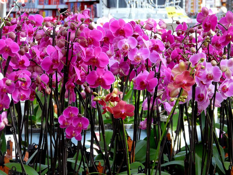 orchides
