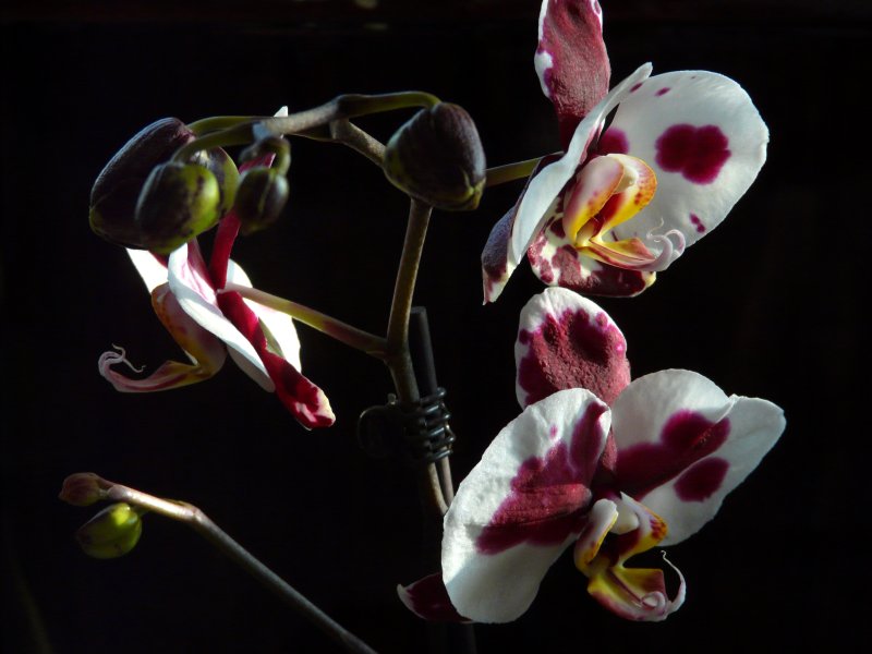 detail