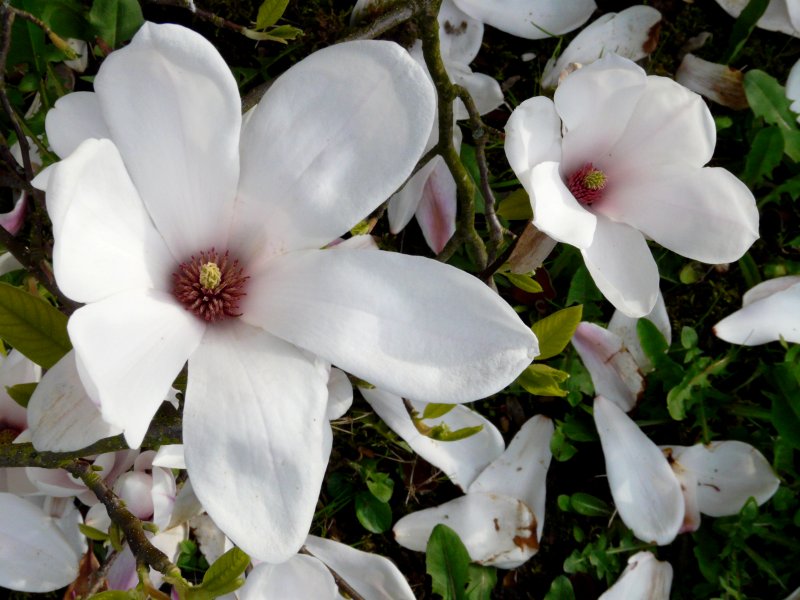 detail