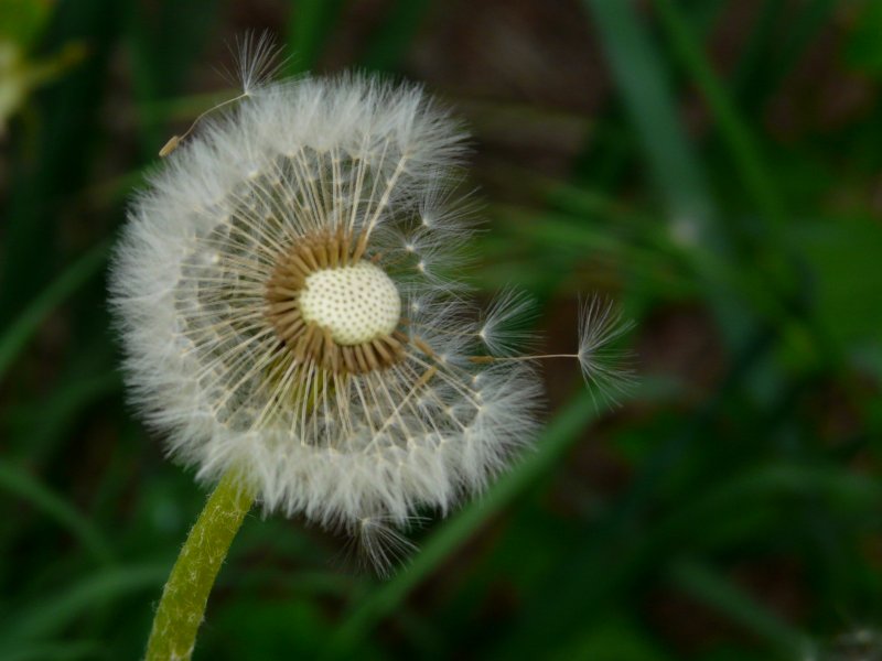 detail