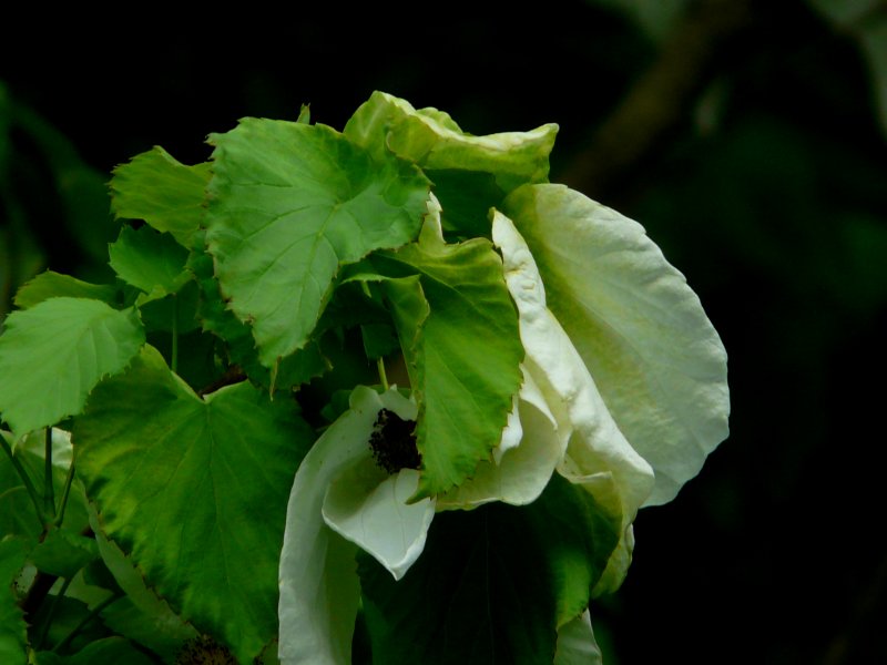 detail