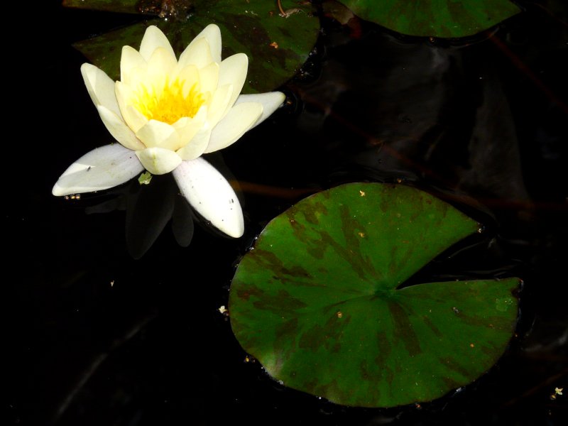 image suivante