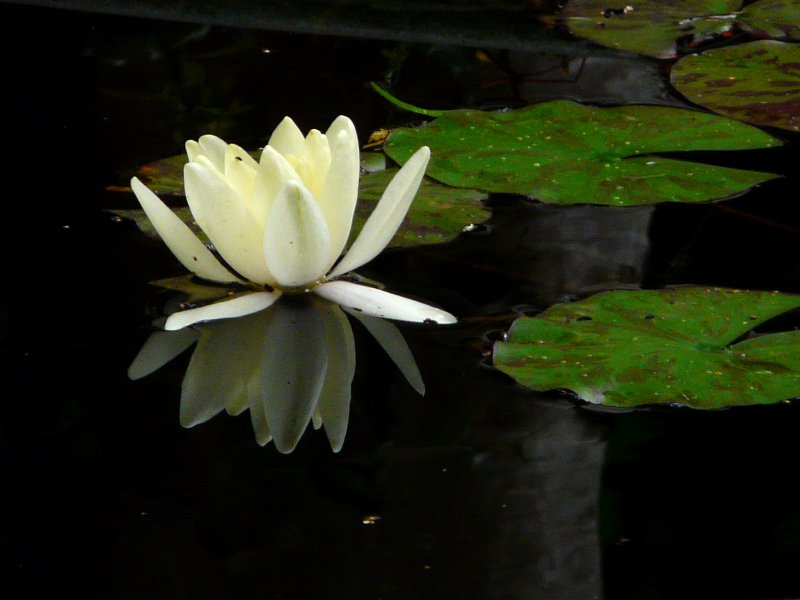 image suivante