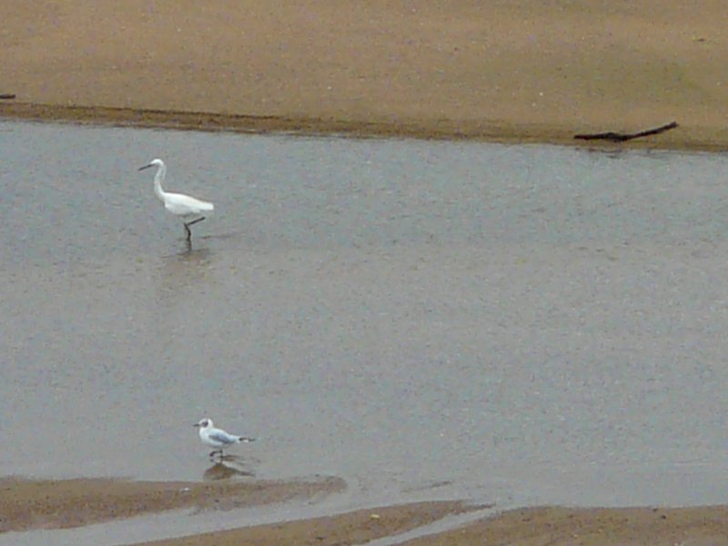 image suivante