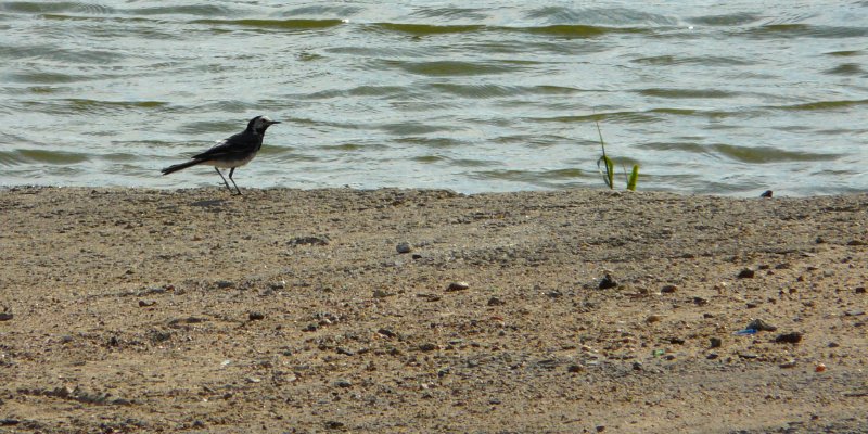 image suivante