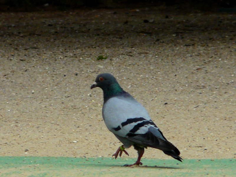 image suivante