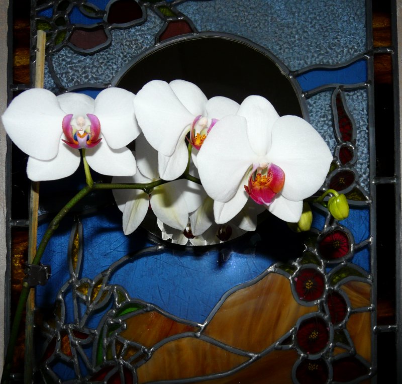 image suivante