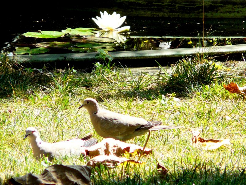 image suivante