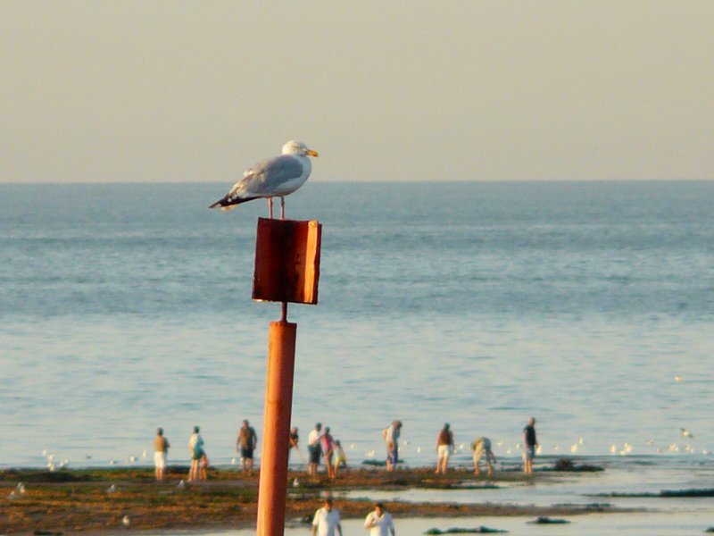 image suivante