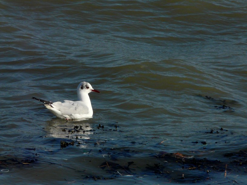 image suivante