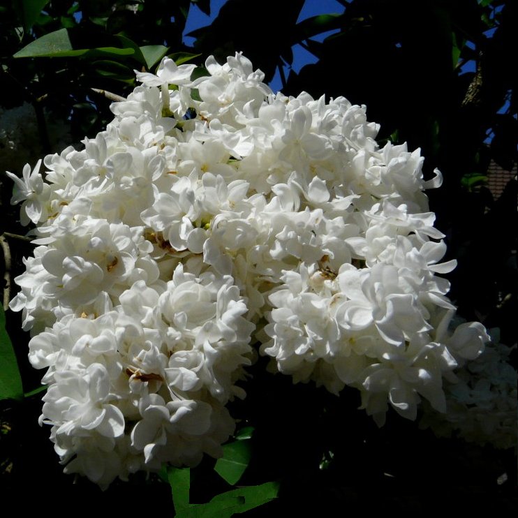 agrandir