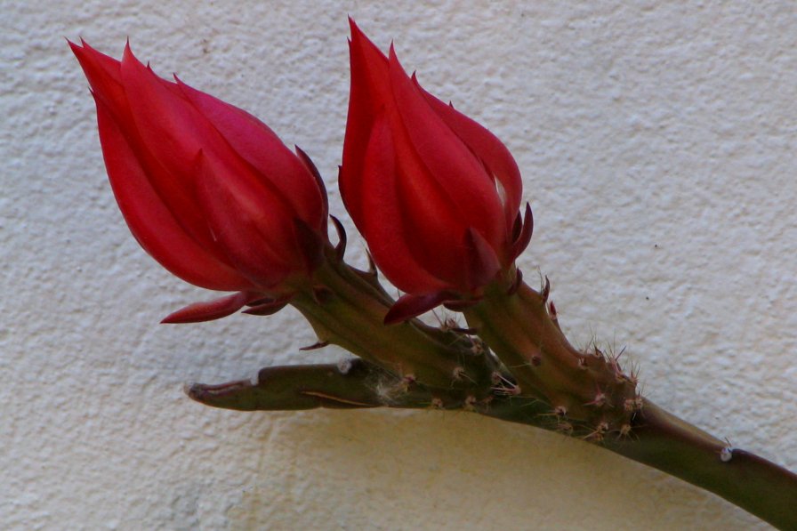 agrandir