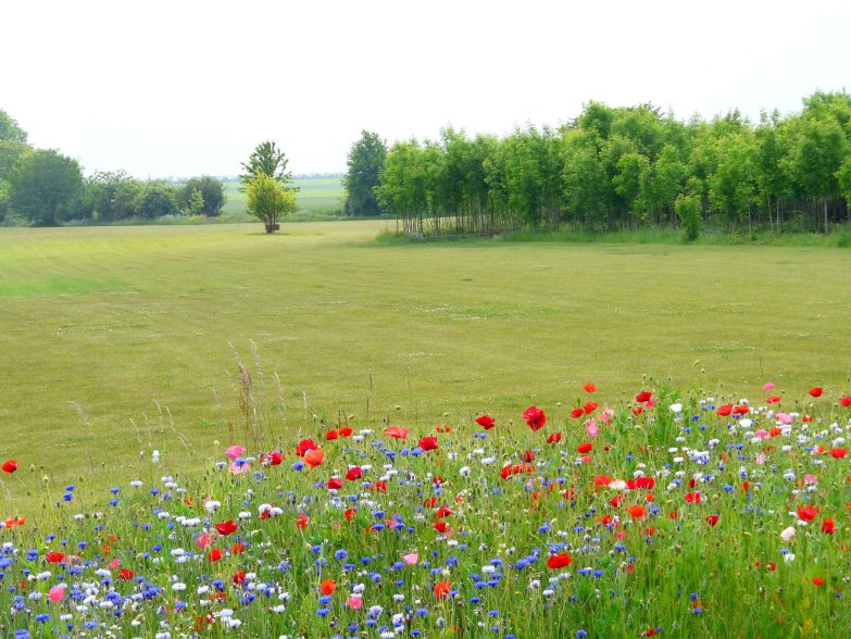 image suivante