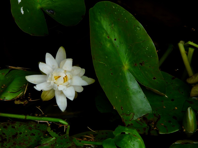Lumires
