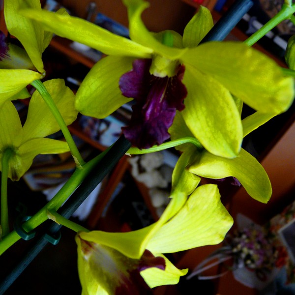 Lumires
