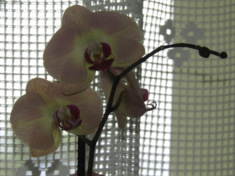Lumires