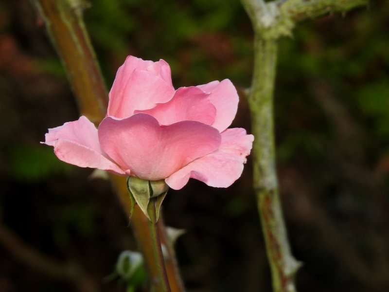 Lumires
