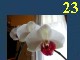 Lumi�res